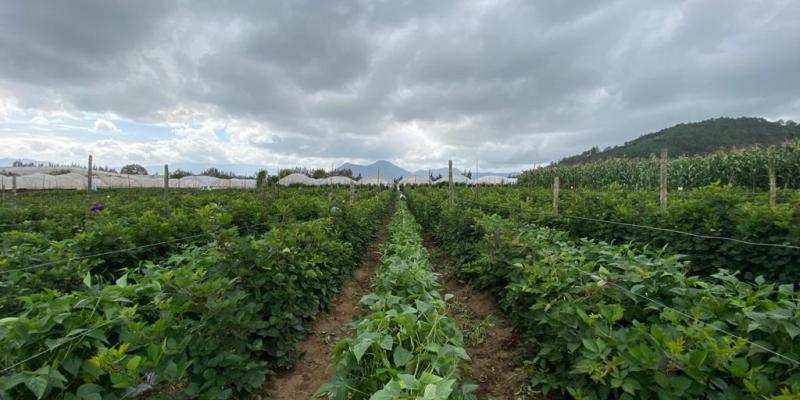 Fin de semana lluvioso: tome en cuenta las recomendaciones para el sector agropecuario