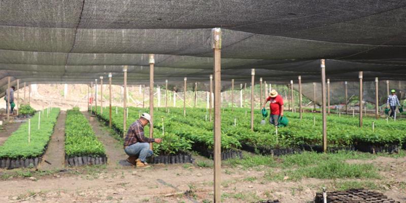Producirán 450 mil plantas forestales para recuperar bosques de Petén