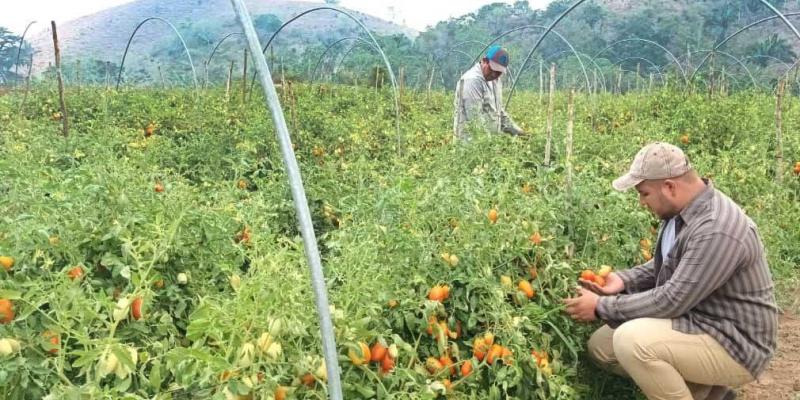 Promueven macro túneles y huertos familiares en Melchor de Mencos