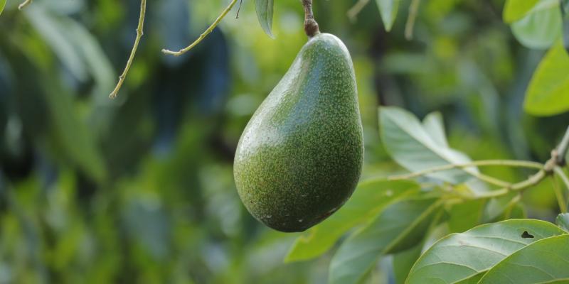 ¿Qué hace al aguacate especial?