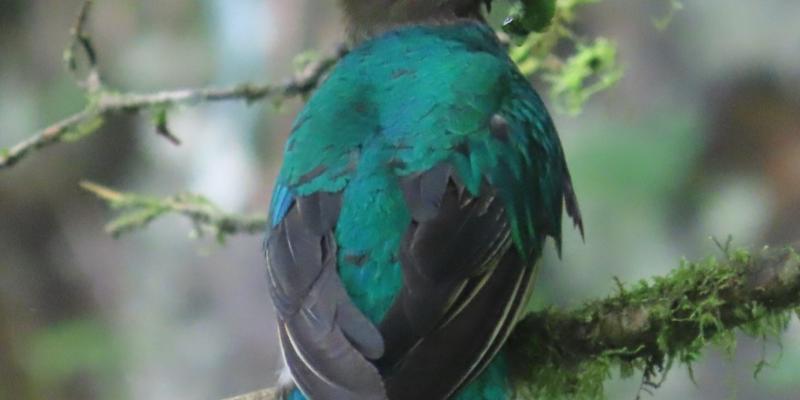 quetzal