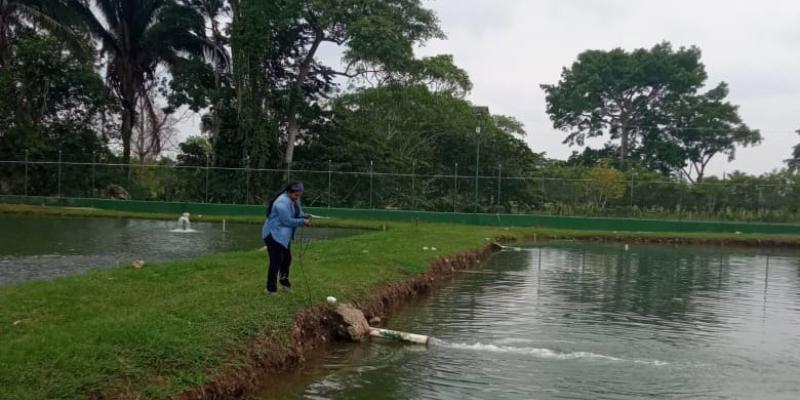Brindan asistencia para producción de tilapia en San Luis, Petén