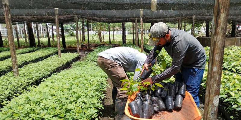 Avanza la entrega de plántulas forestales en Petén