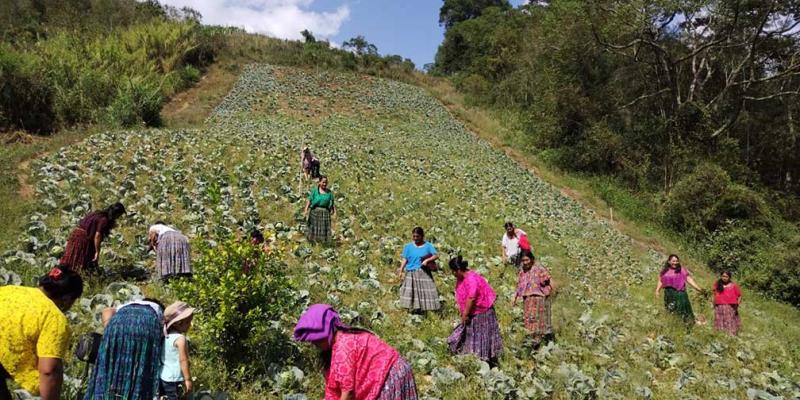 Combatiendo la inseguridad alimentaria en el área rural