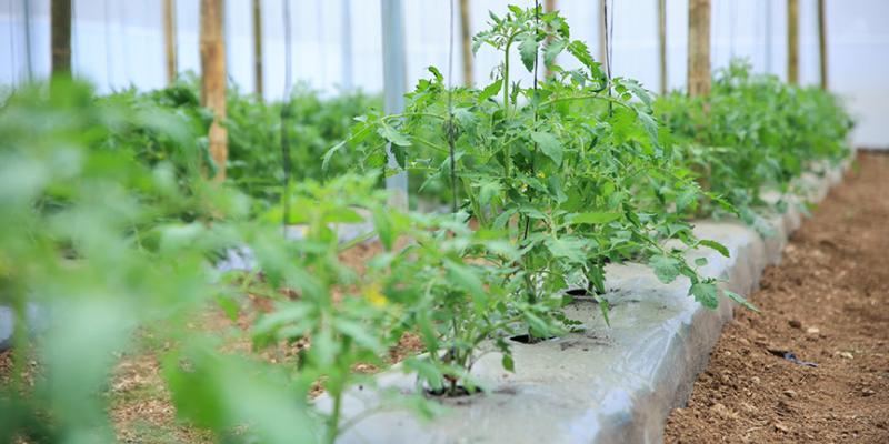 Continúa monitoreo agroclimático en el sector agropecuario