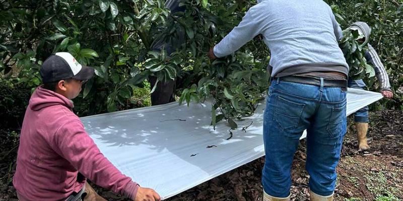 Monitorean fincas de aguacate Hass