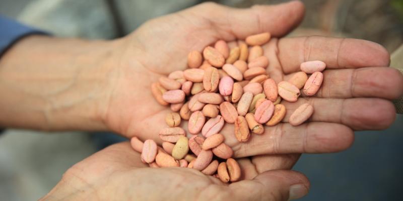 Pequeños cafetaleros beneficiados con nuevos créditos