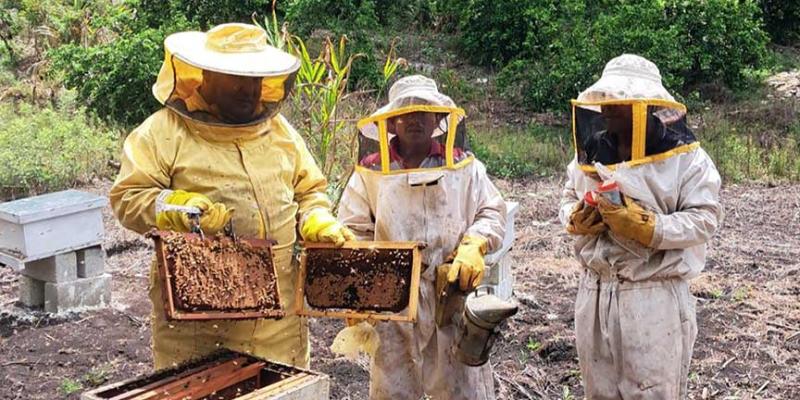 Se apoya la producción apícola en Poptún