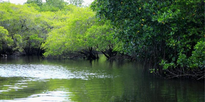 Sostenibilidad ambiental: velan por el bienestar del mangle en Santa Rosa