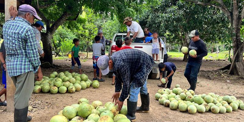 Apoyan colecta de cosecha de sandía en Poptún