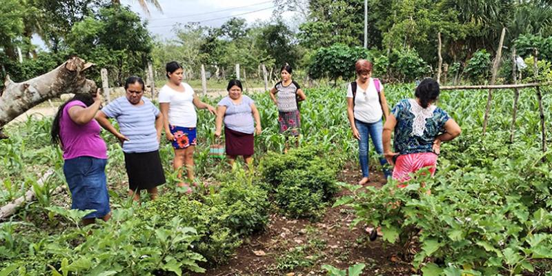 Fortalecen agricultura local en Santa Ana, Petén