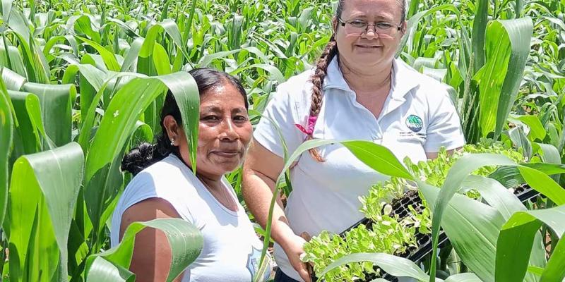Impulsan Sistema Milpa en San Pedro Ayampuc