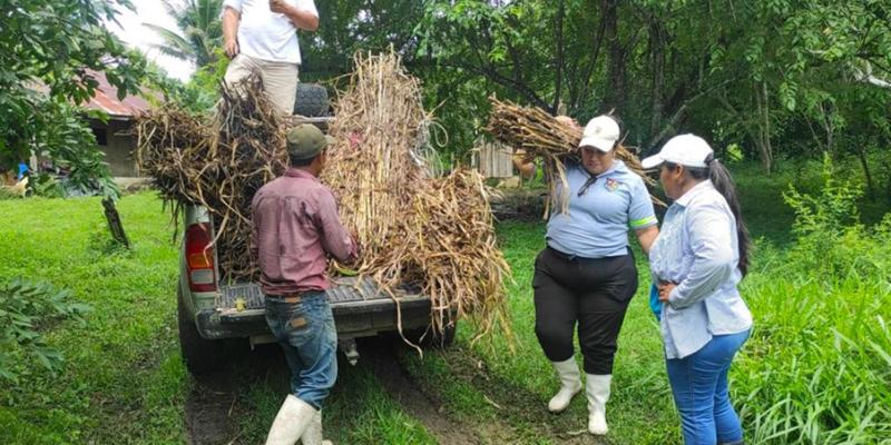 Lanzan proyecto de ganadería sostenible en Petén