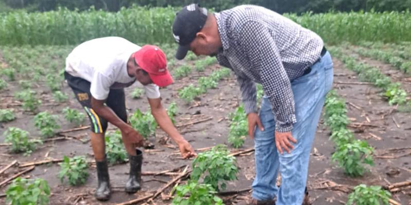 Verifican proceso en parcela demostrativa en Petén