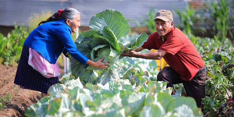 Día Mundial de la Agricultura: papel de las y los agricultores es vital para la vida