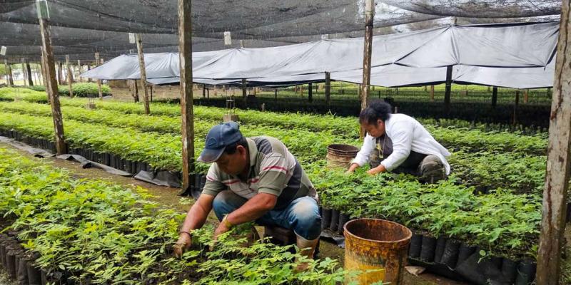 Fortalecen actividades productivas en los viveros forestales de Petén