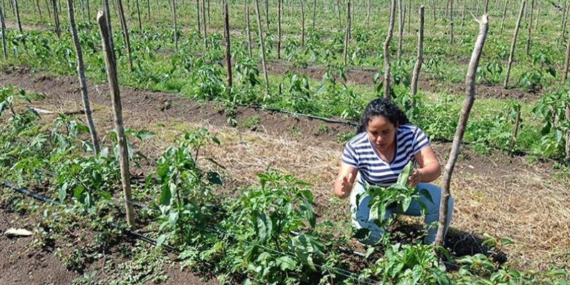 Monitorean de cultivo de chile jalapeño en Poptún