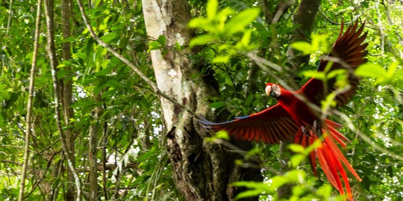 guacamaya