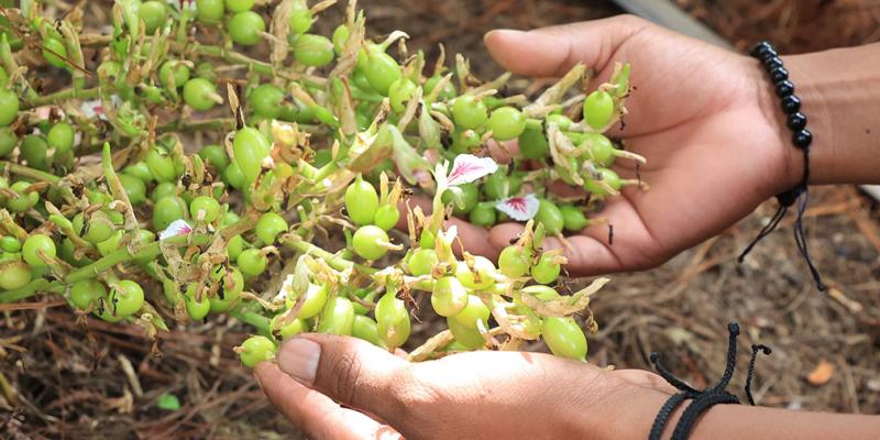 Cardamomo