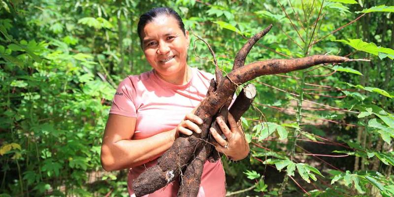 A la yuca también se le conoce como mandioca