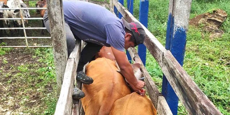 Apoyan a pequeños productores con inseminación artificial de ganado vacuno