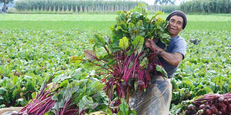 Aprenda el cultivo de la remolacha
