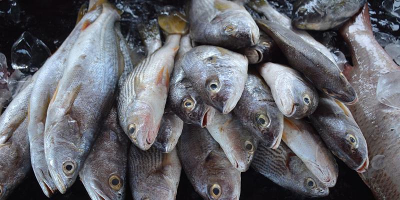 Beneficios de comer pescado 