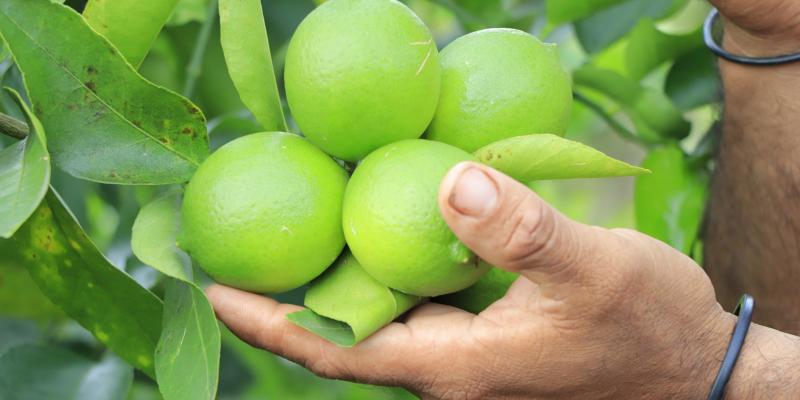 El limón 