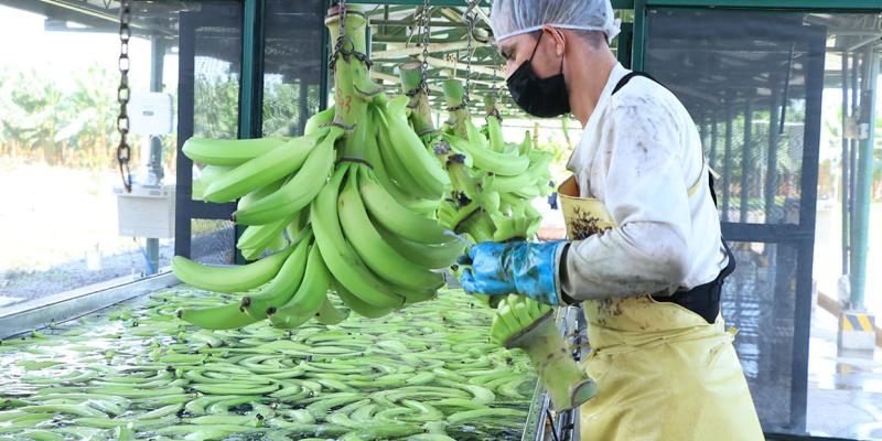 El plátano es una fruta energética y tropical