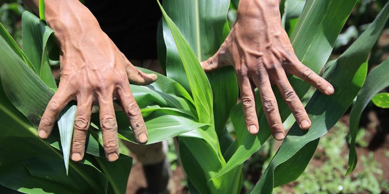 El Sistema Milpa