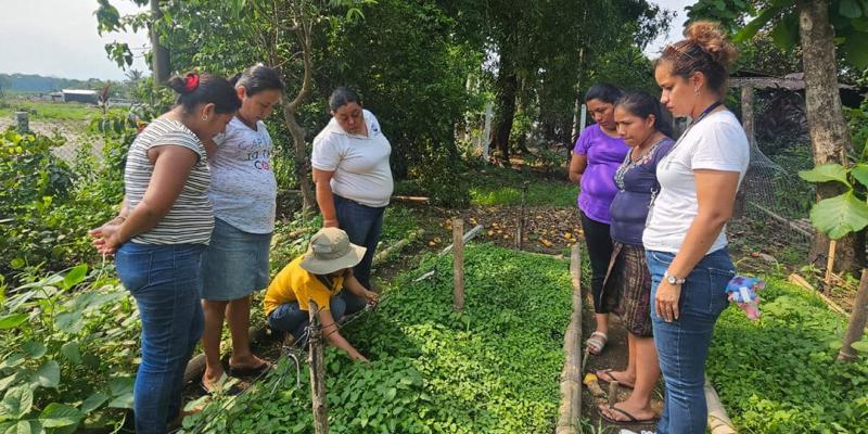 Al cultivar hierba mora, cosecha vitaminas y minerales