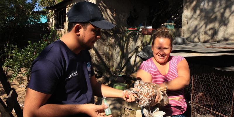 Importancia de la vacunación en aves