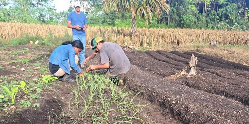 Levantan cosecha y entregan pilones para nueva siembra