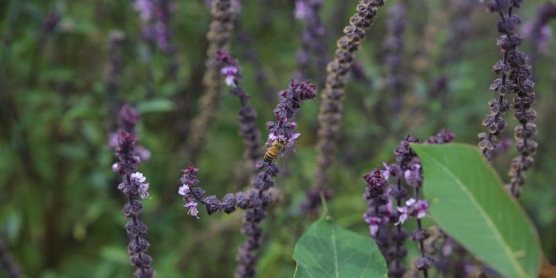 Plantas medicinales 