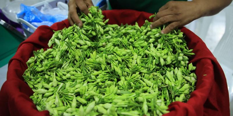 Una planta trepadora rica en vitamina C