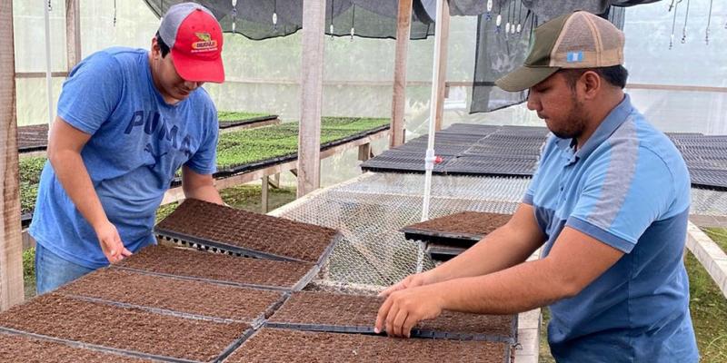 Continúa la siembra de chile Cobán en el centro de producción de Poptún