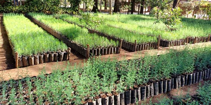 ¿Qué son los viveros agroforestales?