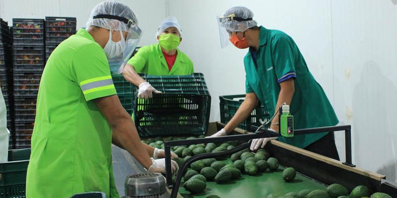 Acciones claves a realizar tras admisibilidad del aguacate Hass guatemalteco por EE.UU. 