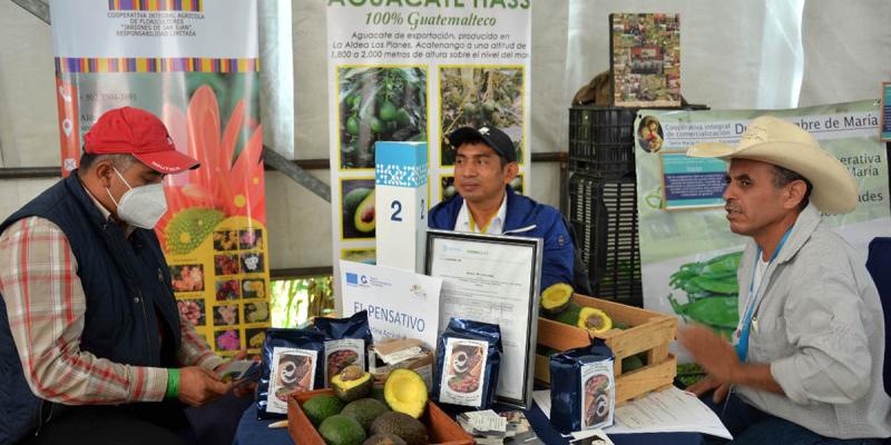 Asociatividad, clave para que productores de aguacate puedan ser exportadores
