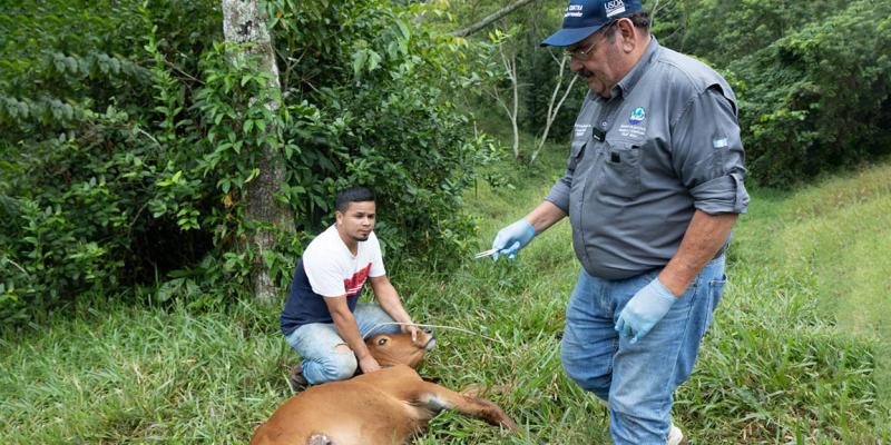 Gusano Barrenador del Ganado: Brigadas de trabajo promueven la educación sanitaria