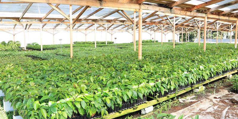 Conozca la forma de cultivar cardamomo
