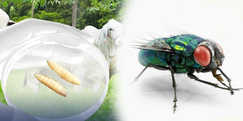 Conozca más sobre la mosca del Gusano Barrenador del Ganado 