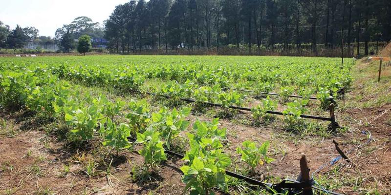 Conozca qué es la agrobiodiversidad