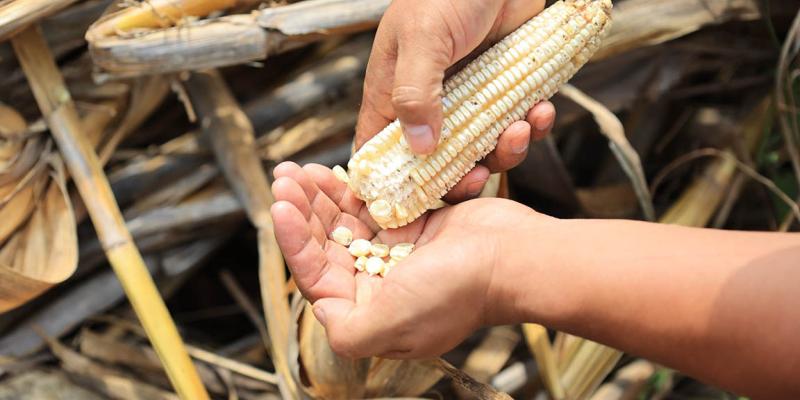Conozca qué es la tapisca en Guatemala