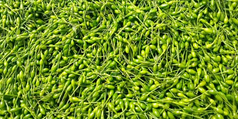 El chiltepe, un sabor tradicional de los guatemaltecos