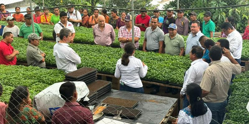 En Alta Verapaz entregan 200 mil pilones de chile cahabonero 
