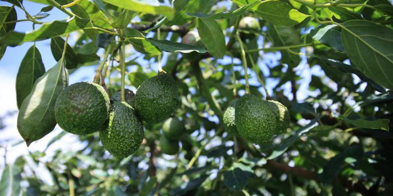 Estas son las áreas de producción de aguacate en Guatemala