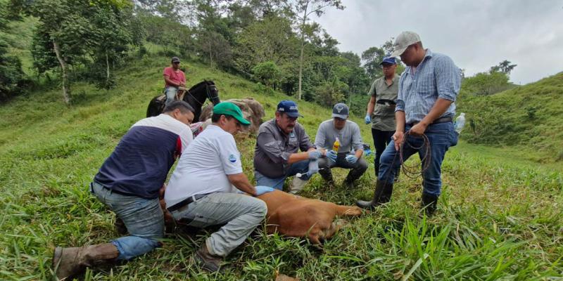 Se recupera el 72% de las reses afectadas por el Gusano Barrenador del Ganado
