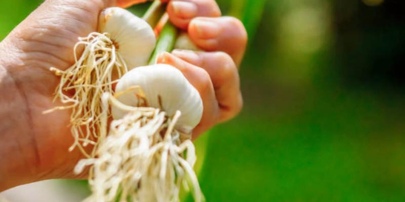 ¿En dónde se cultiva el ajo en Guatemala?