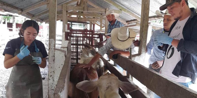Brindan asistencia técnica para control de brucelosis